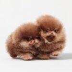 UniversalUpscaler_1bce70f2-01e7-43d2-8d0e-2fd0fab1494b